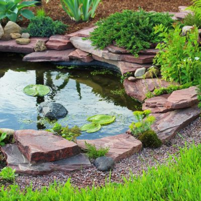 Small backyard pond with ferns and aquatic plants | City Floral Garden Center