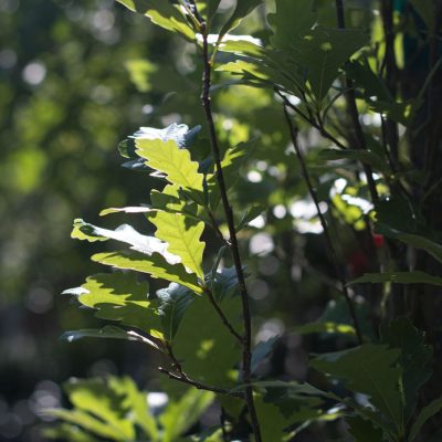tree and shrub selection at City Floral Denver
