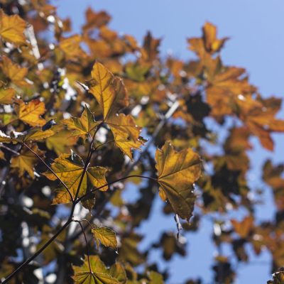 fall trees at City Floral Denver