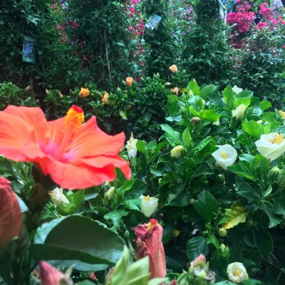 Outdoor tropical plants and flowers | City Floral Garden Center - Denver