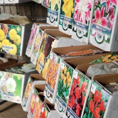 Bulbs | City Floral Garden Center - Denver