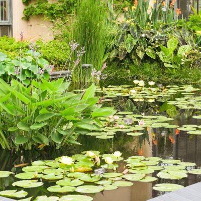 Water garden pond with tropical annuals | City Floral Garden Center - Denver