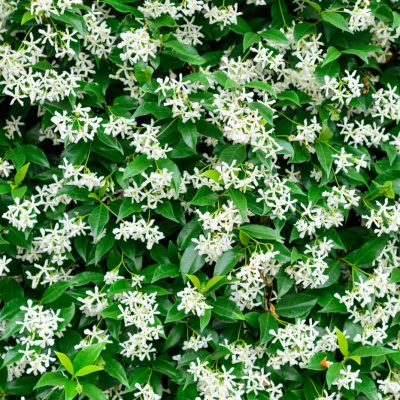 Wall of white star jasmine flowers in bloom | City Floral Garden Center - Denver